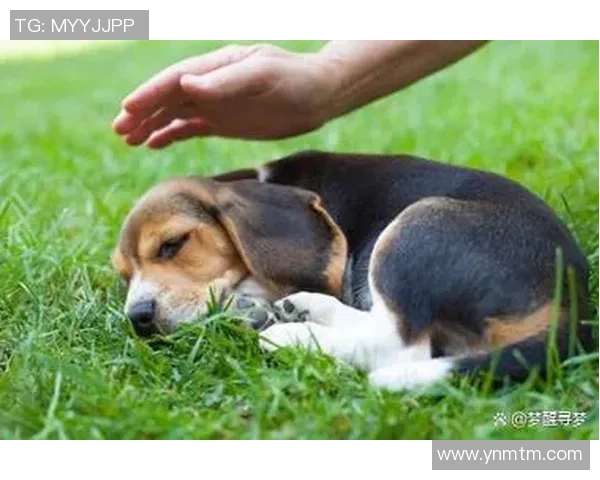 足球明星与爱犬的生活揭秘：他们如何选择和照顾自己的狗狗